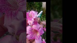 Tecoma flower blooming😍bkworldcoorggardenreels [upl. by Eire]