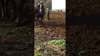 Amish farming with antique plow and Belgian horses amish farming drafthorses [upl. by Leirej]