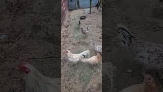 animalshorts gamefowlchickenfarm gamefowl whitekelsogamefowl spangledgamefowl chicken [upl. by Amian335]