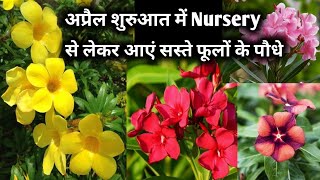 अप्रैल शुरुआत में लगाएं इन 15 फूलों को नर्सरी से लाकरSummer Season Flowering Plant in India [upl. by Anauqcaj]