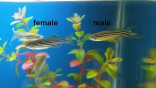 How to breed zebra danios guide easy and simple way to breed zebra fish [upl. by Anneuq]