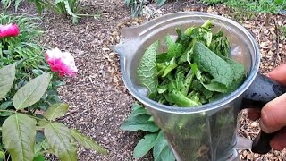 Easy DIY Comfrey Liquid Fertilizer [upl. by Atnwahs]