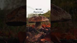 Wild Porcini Growing In My Garden porcini mushrooms fungi [upl. by Lambart]