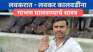 लवकरात  लवकर कालवडींना गाभण घालवण्याचे शास्त्र [upl. by Jar]