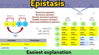 Epistasis  Types  Easiest and detailed explanation  Clear your doubt [upl. by Ontina250]