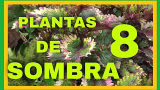 8 PLANTAS DE SOMBRA PARÁ ESAS ZONAS OSCURAS DE TU JARDÍN 🌿🌳🌱 [upl. by Manwell]