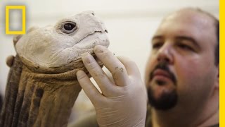 Life After Death Extinct Animals Immortalized With Taxidermy  National Geographic [upl. by Caldwell425]