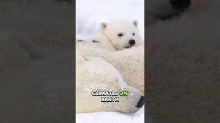 Polar Bears Arctic Giantspolarbears arcticwildlife animals nature wildlife saveourplanet [upl. by Rotkiv]