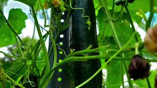 Growing Luffa for fancy organic sponges with seeds from MIgardener [upl. by Aileme]