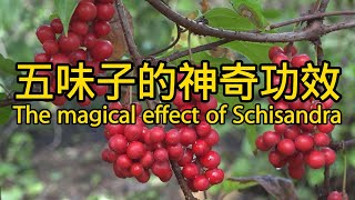 五味子的功效與作用 The efficacy and function of Schisandra chinensis [upl. by Anaed]