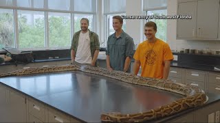 Recordbreaking 19foot Burmese Python captured by Florida hunters [upl. by Nnyliram]