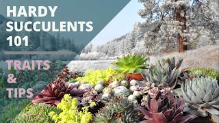 Cold Hardy Succulents 101  Care Tips amp Unique Traits [upl. by Bessy]