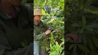 How To Prune A Rhododendron A Little Bit To Keep Its Shape And Looking Good [upl. by Kallista]