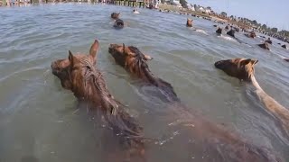 Worldfamous Chincoteague pony swim returns for 2023 [upl. by Julienne]