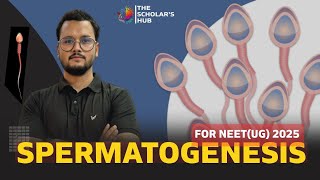 Spermatogenesis  Structure of sperm cell  structure of spermatozoa  Human sperm cell [upl. by Cannon]