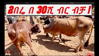 የበሬ ዋጋ ቀንሷል  ጎበዝ ለፋሲካ ተዘጋጁ [upl. by Tanney205]