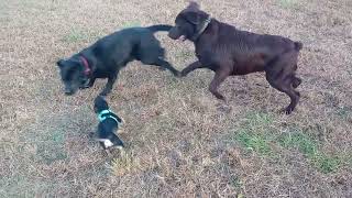 Cute Little Chihuahua Barking at Big Dogs [upl. by Pettifer]