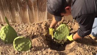 One month update of planting opuntia cactus pads aka nopal or prickly pear cactus [upl. by Ydwor]