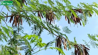 Leucaena leucocephala  Wild tamarind  White Babool  सफ़ैद बबूल  સુબાવળ  সুবাবূল [upl. by Comyns]