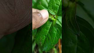 Toothache plant medicinal plantAcmella oleracea youtubeshorts toothacheremedy painrelief [upl. by Audry572]