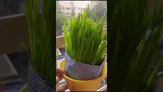 plants botany plant physiology biology guttation plants science houseplants education bio [upl. by Ajam838]