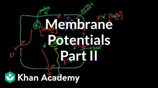 Membrane potentials  part 2  Circulatory system physiology  NCLEXRN  Khan Academy [upl. by Norris]