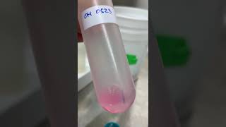 Safranin staining video [upl. by Lonyer]