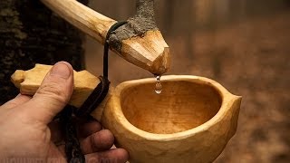 Tapping the Birch  Traditional Way [upl. by Alford]