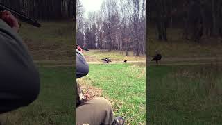 Three big Tom Turkey’s beat up a decoy [upl. by Boelter20]