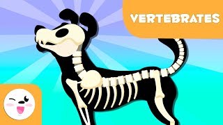 Vertebrate Animals for kids  Introduction [upl. by Ainotahs]