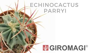 Echinocactus parryi [upl. by Merras862]