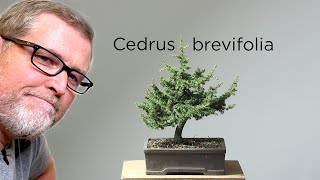 Bonsaify  Cyprus Cedar Bonsai Styling [upl. by Erdnoid]