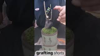 Bonsai tree grafting method unique l grafting shorts [upl. by Trisha884]