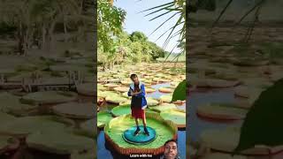 Water plant travel garden nature tamil plants viralvideo waterlillies shortsvideo trending [upl. by Trawets382]