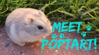 MEET POPTART past hamster [upl. by Thom]