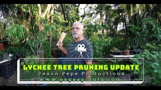 How to prune girdle and air layer fruit tree updates [upl. by Arul]