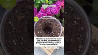 jardines jardineria plantas trucos tips aprenderjardineria [upl. by Nolram]