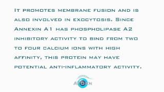 Annexin A1 Recombinant Protein [upl. by Blaze796]