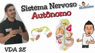 Sistema Nervoso Autônomo  Vídeo Aula 28 [upl. by Ahoufe41]