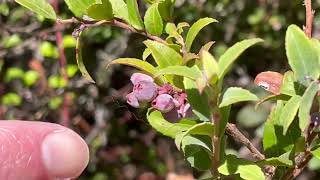 Huckleberry plant identification [upl. by Eiznekam436]