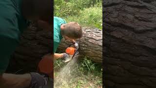 How to handle when the saw blade gets stuck in the tree while sawing sawwood wood [upl. by Neimad]