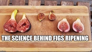 Figs The science behind how figs ripen  Ethylene Gas [upl. by Puett]