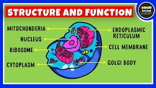 Structure and Function of a Cell  Cell Organelles  Biology [upl. by Fulbright925]