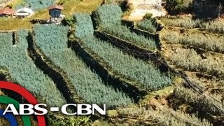 Bandila Bumababang biodiversity nakaaapekto sa food security ayon sa UN [upl. by Eniak]