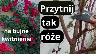 Wiosenne cięcie róż pnących na kilka sposobów Jak ciąć róże wczesną wiosną [upl. by Wenn]