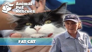 Rescuing a Fat Cat Double the Average Cat Weight  Full Episode  Animal Pet Rescue [upl. by Colan]