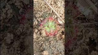 INSECT EATING CARNIVOROUS PLANTDrosera brevifolia Droseraceae family nature trending garden [upl. by Rikahs755]