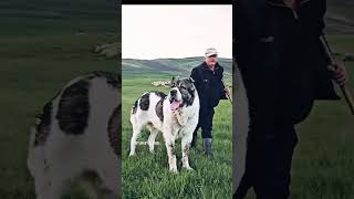 Kanal kangal alabay doberman kangal [upl. by Yardley]