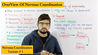 Nervous Coordination Steps involved in nervous coordination [upl. by Ebeohp]