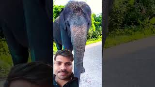 hathi tarbuj khata hua elephant animals funny amazingfacts shortsviral shortsfeed [upl. by Alisha]